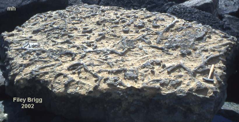 trace fossils Filey Brigg