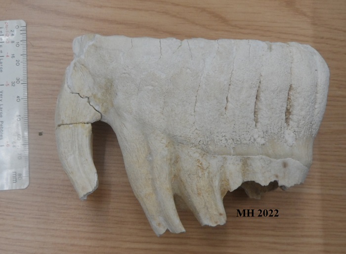 juvenile elephant tooth fossil