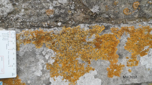limestone with lichen