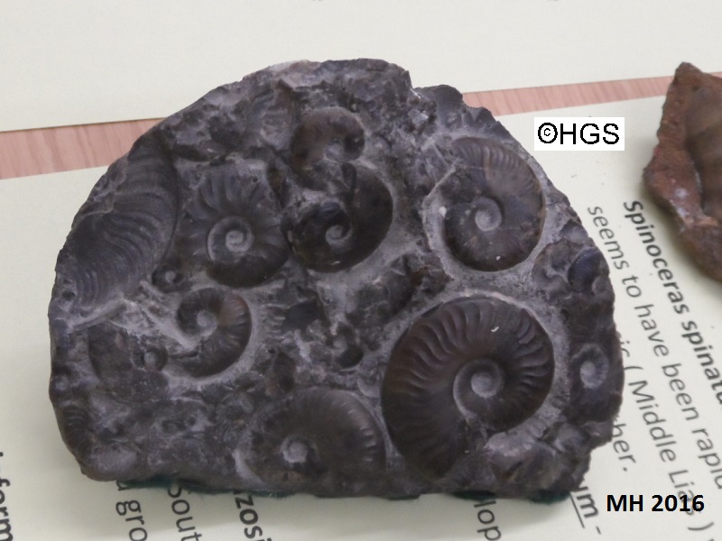 Terry's ammonites