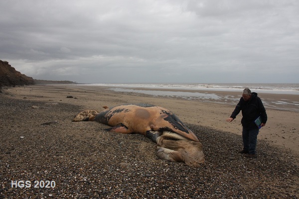 Bisat Project and rotting whale