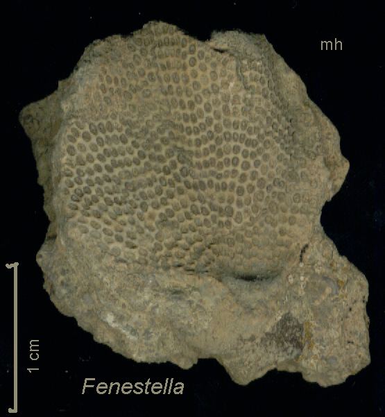 Fenestella