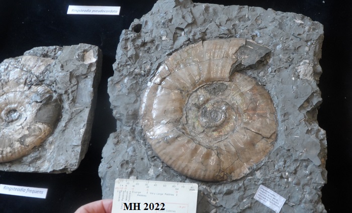 Jurassic ammonites