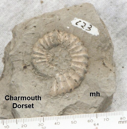 ammonite