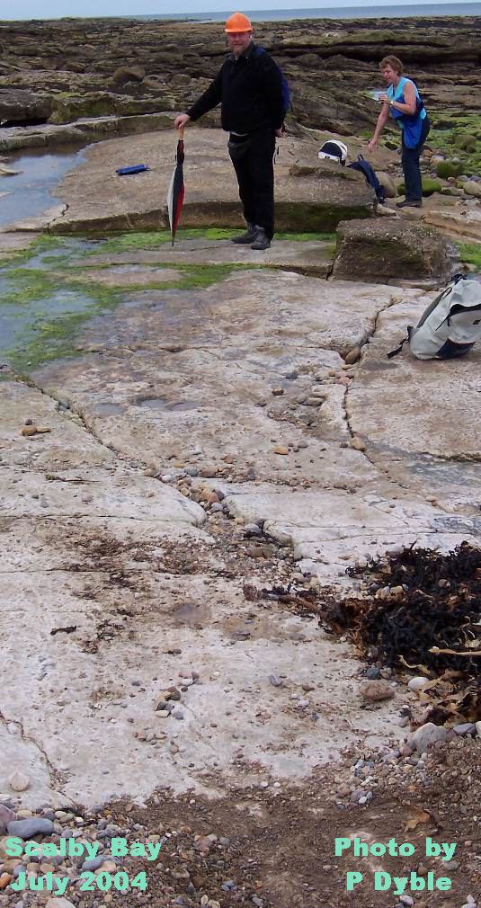 dinosaur trackway at Scalby