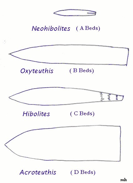 Speeton Clay zonal belemnites