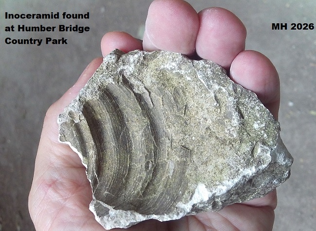 inoceramid bivalve